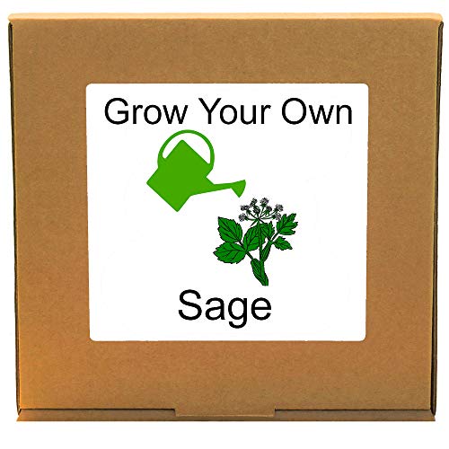 Grow Your Own Fresh Sage – Indoor Herbs Growing Kit – Unusual, Unique and Quirky Complete Beginner Friendly Gardening Gift for Men, Women or Children
