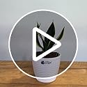Image of LittleJungle Sansevieria Black Jack - Live Plant with 5.5 Inches White Decor Pot | Indoor Plants For Home | Snake Plant | Air Purifying Plant | Live Plant With Pot For Home Decor |