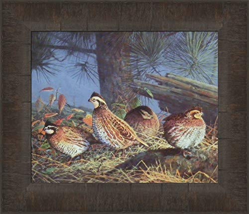 Flat Creek Covey by Scott Zoellick 12x14 Quail Birds Pine Tree Wildlife Framed Art Print Picture