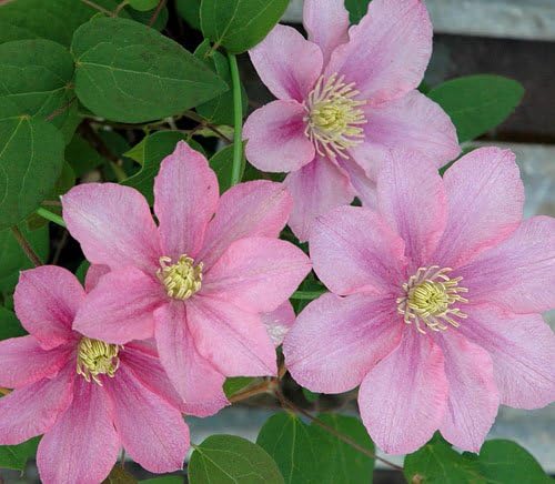 Amazon パテンス系 クレマチス ピンクレディー 4 5号サイズポット苗 花 Amazon パテンス系 クレマチス ピンクレディー 4 5号サイズポット苗 花