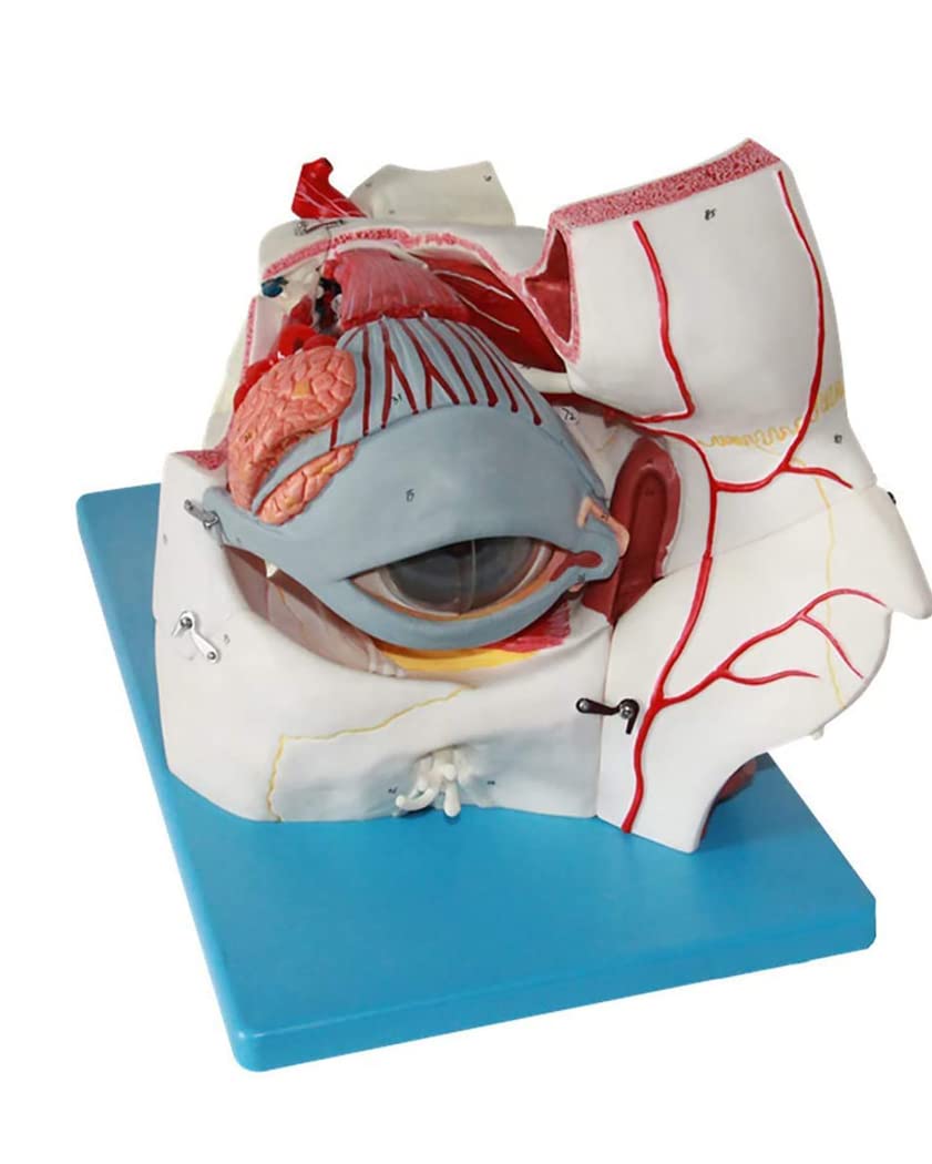 With Digital Indicator Human Eye Anatomical Model Eye Socket Attached Vascular Nerve Magnification Model Extraocular Muscles Human Anatomical Natural Eyeball Model