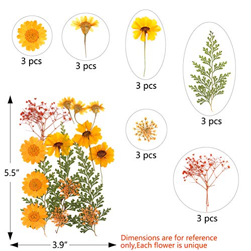 54 Pieces Real Dried Pressed Flowers,Multicolor Pure Dry Flowers Leaves Patels for DIY Resin Jewelry Nail Crafts Making Art Floral Decors