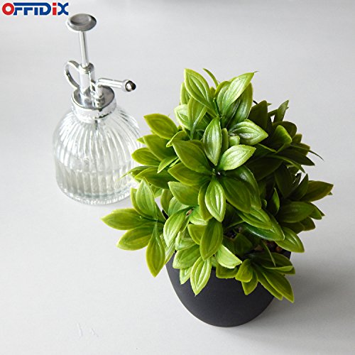 Mejores review On-line Venta de plantas naturales - los más vendidos. 12 Imagen adicional