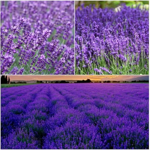 10,000 Lavender Seeds - Non-GMO Heirloom, High Germination Perennial Herb, Fragrant Purple Blooms, Pollinator Friendly for Indoor & Outdoor Planting