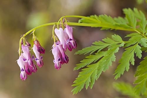 Miniatura 4 de Más de 20 semillas de corazón sangrante mixto Dicentra Spectabilis Shade