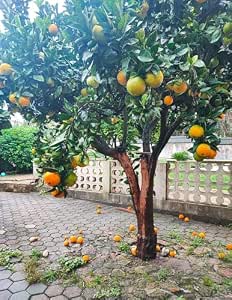 Kamala Orange Plant Live, All Season Orange Plant (Pack of 1) : Amazon