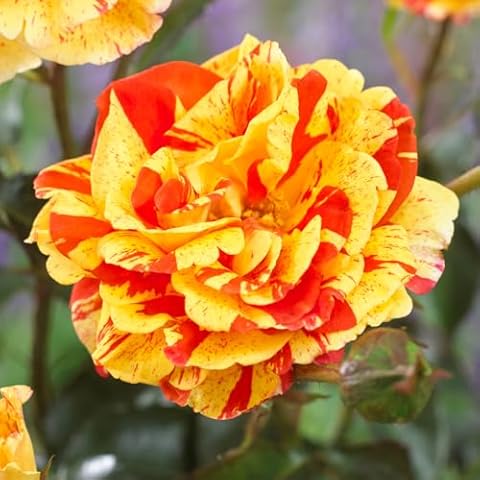 YouGarden Rose Papagena with Unique Blooms Cover