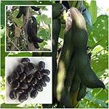 ¡Nove!!! Semillas mucuna prurianas 10 semillas, judías Velvet, rara única de Tailandia +