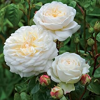 Heirloom Roses Rose Bush - The Tranquillity® David Austin English Plant , Live White Nearly Thornless Plants for Outdoors , White Own Root Bushes for Planting , One Gallon Potted Outdoor Flowers