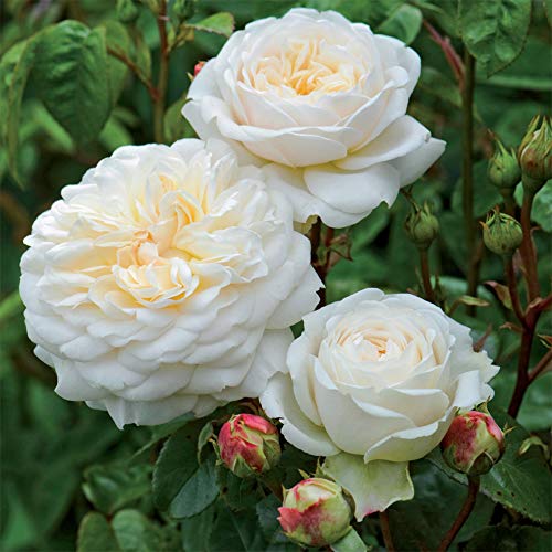 Own-Root One Gallon Tranquillity David Austin Rose by Heirloom Roses