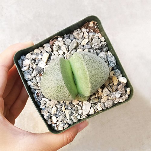 Pleiospilos Nelii Split Rock Succulent | Green Living Rock Cleft Stone | Unique Succulent Gifts(4 Inch) #TOP2