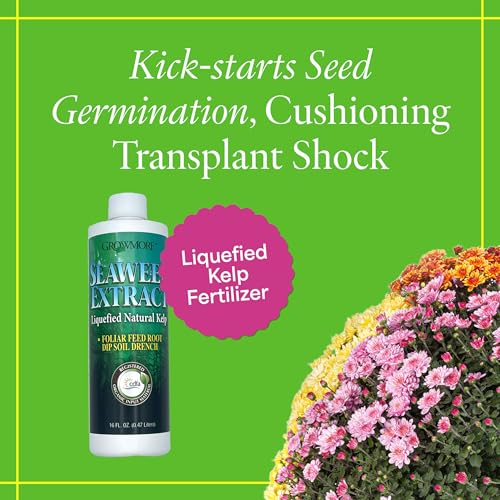Image of Grow More Liquified Seaweed Extract Fertilizer for Plants - 16oz of Liquefied Natural Liquid Kelp Fertilizer - 11% Organic Kelp Plant Food for Transplant Protection & Root Development