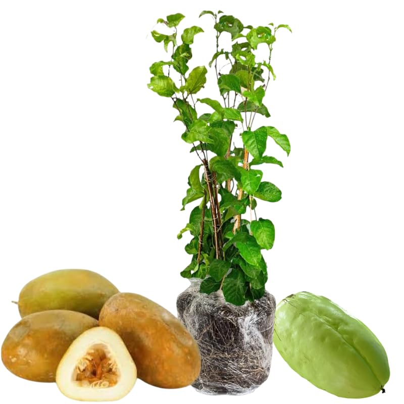 Amazon.com : Set 2 Assorted Passion Fruit Plant Live, Tropical Fruit Vine  for Planting, 5-10" Tall, Sweet Edible Fruits : Patio, Lawn & Garden