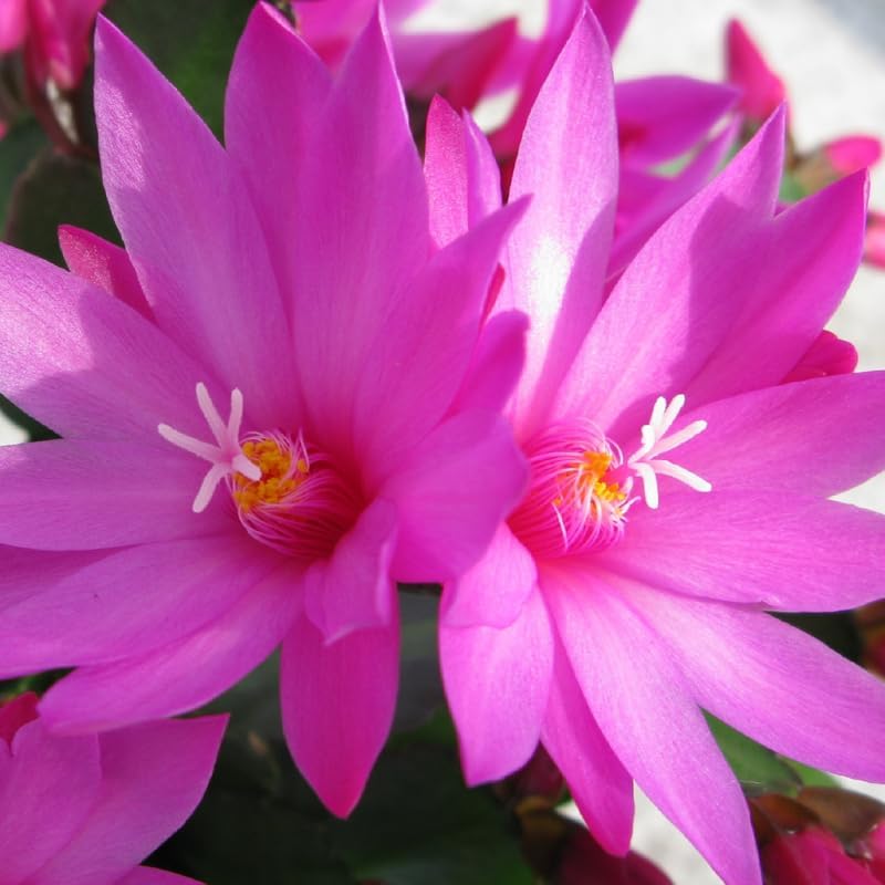 Light Pink Easter Cactus Plants Live, Size 4 Inch Pot Easter Cactus Plants Live Indoor Garden, Live Easter Cactus Flower Plant, Spring Cactus Live Houseplant, Easter Cactus
