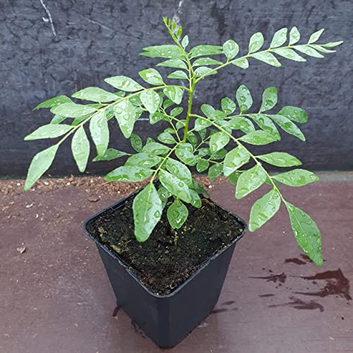 Curry leaf Live Plant/Meetha Neem Plant