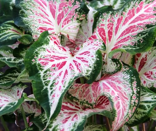 6 'Rich Like a Boomer Caladium Bulbs for Planting - Perennial Hosta, Elephant Ears, Fancy (6 Bulbs) - Brings Luck and Wealth