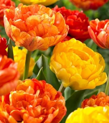 Spring Joy Double Mixed Tulip Bulbs for Planting - Easy to Grow, Plant in Fall, Winter or Early Spring (5 Bulbs)