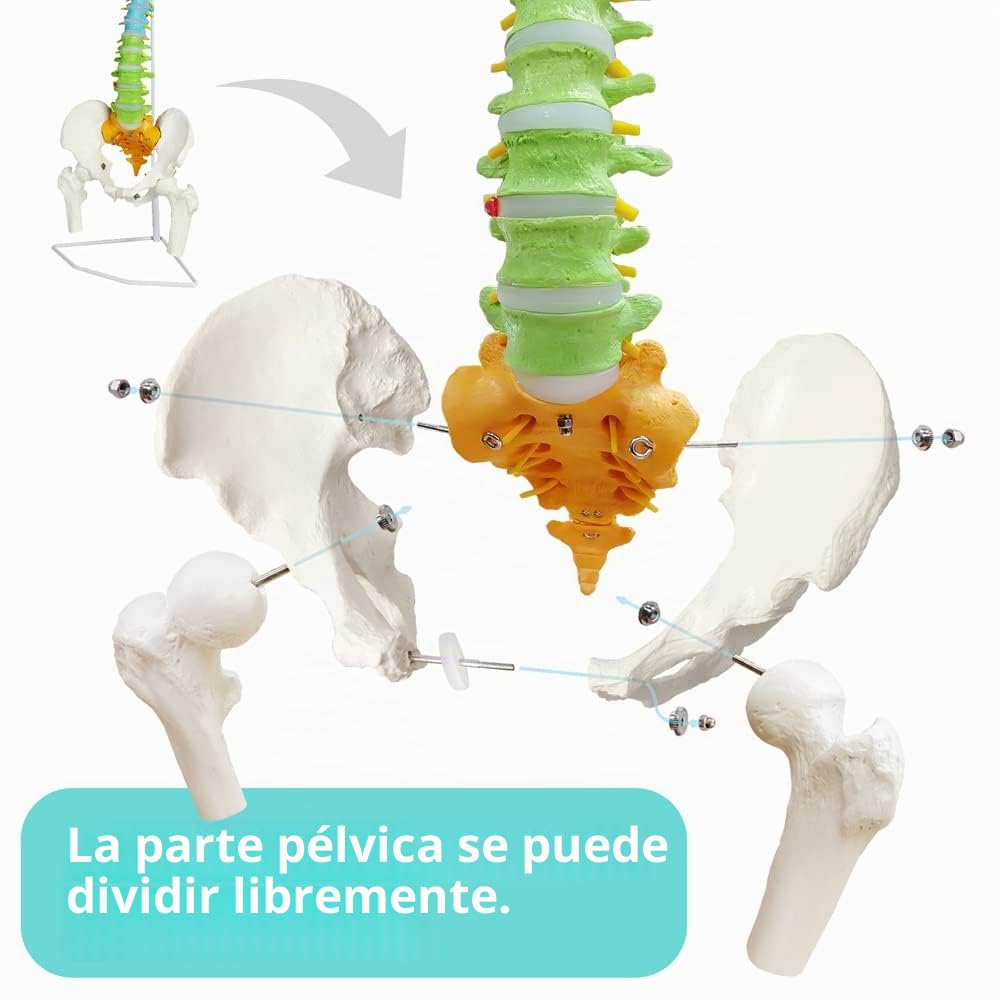 Modelo De Columna Vertebral Con Pelvis Coloreada, Flexible 34.3"/87cm, 1:1 | EVOTECH SCIENTIFIC Modelo Anatómico De Columna Vertebral Flexible, Adecuado Para El Aprendizaje De Anatomía