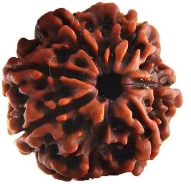 Seven Mukhi Rudraksha bead Original Certified For Seven Mukhi Rudraksha bead, seven Face Rudraksha Satmukhi Rudraksha By CertifiedX04-image-45