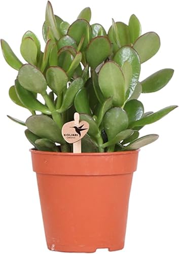 Jade Natural Planta Ideal para el Jardín de la Casa