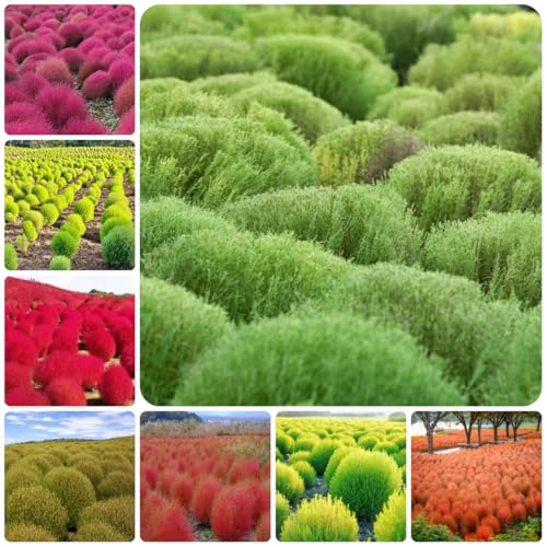 Kochia scoparia, trepadoras, de jardín de rocas Bassia scoparia Decoraciones orgánicas balcones y en oficina hoja Decoración sala estar con 850semillas