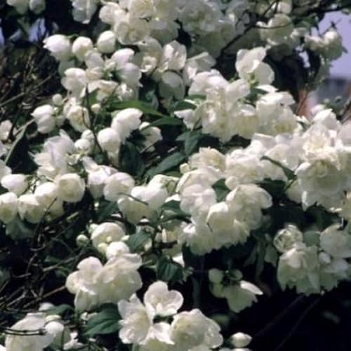 Bauernjasmin 50-60 cm - Philadelphus 'Virginal' | 50-60 cm pot
