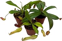 Vista 1 de BubbleBlooms Jarra con alas, surtido de plantas carnívoras, maceta viva, juego de 3 en macetas de 2 pulgadas