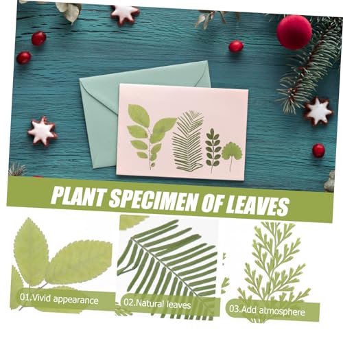 SEWACC 2 Peças 1 Material De Gravação De Flores Secas Folhas Artesanais Folhas Prensadas Vívidas Sup