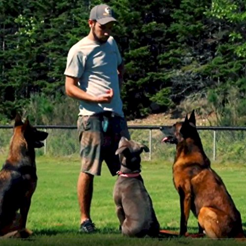 Expert Tips for Dog Training DVD Success