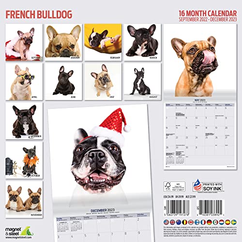 Magnet & Steel Moderner Kalender 2023, Französische Bulldogge, mehrfarbig