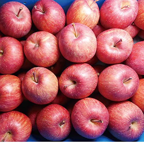 コツさえ掴めば家庭でも楽しめるりんご栽培 賢い育て方や摘果のポイントを解説 暮らし の