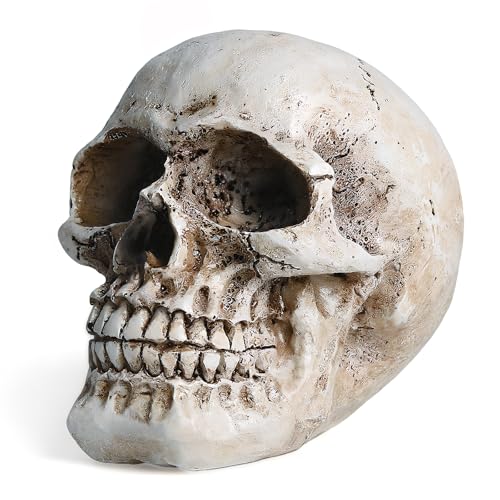 SHUS LIVE Skull Decor Resin Realistic Skeleton Head Statue for Halloween Fake Human Bone Skull Model for Halloween Decoration Home Party Table Bookshelf