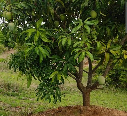 Image of Combo 2 Badami Mango Plant Grafted Live Tree 2-3 Feet Tall | Hybrid Mango
