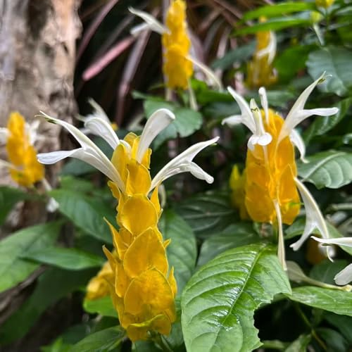Semillas de Pachystachys - semillas de flores plantas de oficina planta de semillas de flores Semillas de la planta Pachystachys Plantas resistentes para balcones plantas decorativas 10pcs