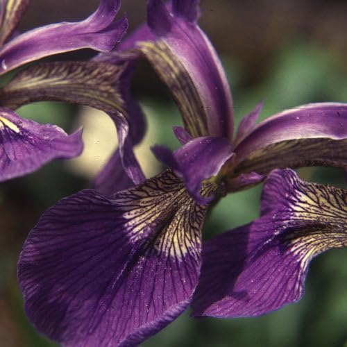 Plant World Seeds - Iris Sibirica Seeds (Perennial Flower Seeds)
