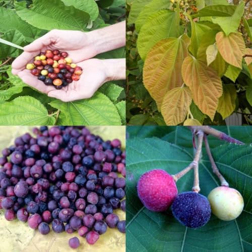 Image of Phalsa Live Plant | Fruit Bearing Tree | Healthy & Easy to Grow Plant for Home, Terrace & Outdoor Gardening | Pack of 1