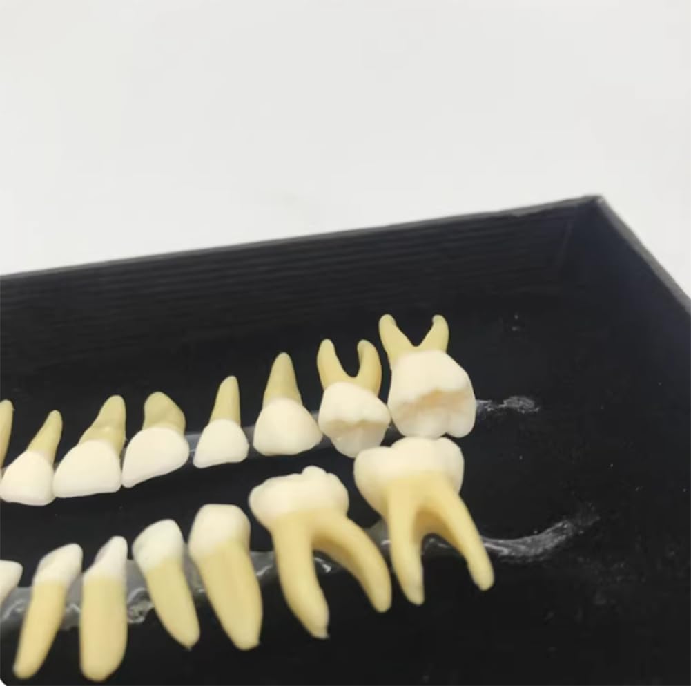 Modello di studio for l'insegnamento dei denti dimostrativi 1:1 dentale