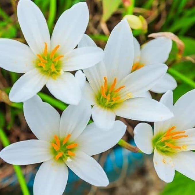 Image of Rain Lily Flower Bulbs | Premium Landscape Grade | Easy to Grow | Heavy Blooming Perennial Flowers | Ideal for Gardens, Farmhouses, Resorts & Landscaping | Healthy Bulbs Pack of 1000 White