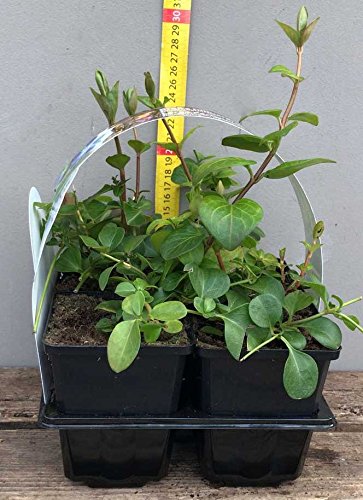 BOX 4 PIANTE VINCA MAJOR Perenni Aiuola Pervinca