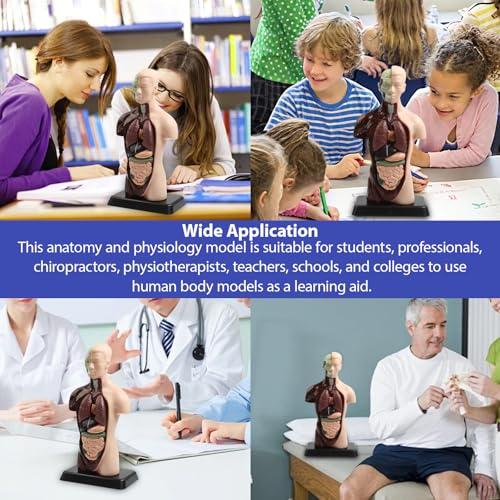 Image of Human Body Model Removable Anatomy Human Model 6 Pcs Removable 9.65 inchs for Students and Medical Education Display