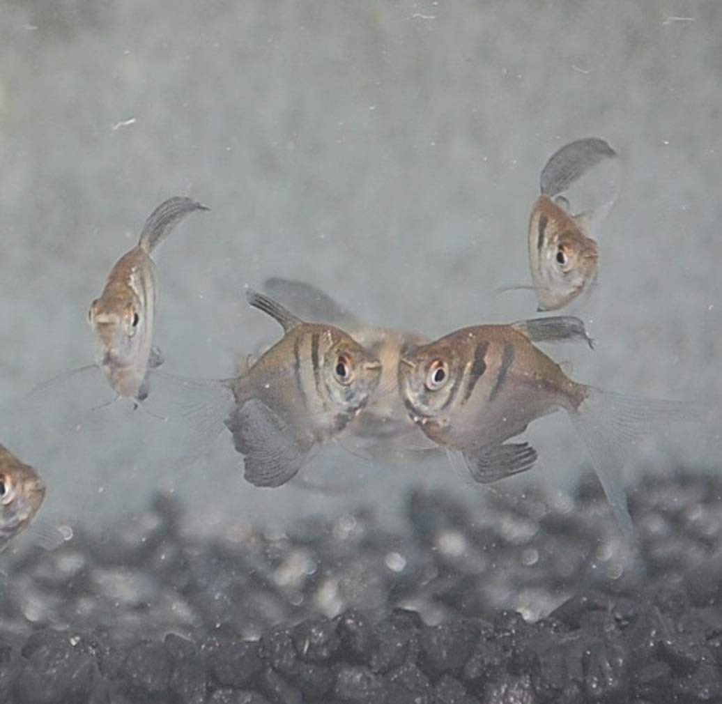 Quinn's Fins- Longfin Black Tetra- Gymnocorymbus ternetzi
