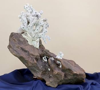 水石 天然石 約3.2kg 鑑賞石 自然石 Amazon | 【水石】 珊瑚石/サンゴ石 【自然石 鑑賞石 天然石 盆石