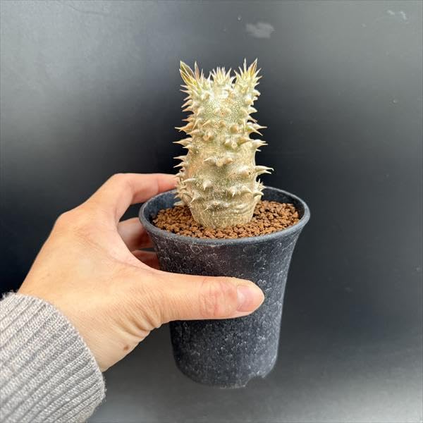 Amazon｜コーデックス：パキポディウム 恵比寿大黒 実生*L｜観葉植物