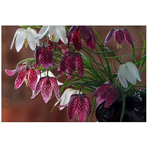 10x Fritillaria Meleagris Mixed Spring Flowering Bulbs Snakes Head Lily Hardy Perennials Cover