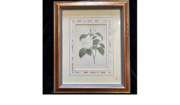 Amazon.co.jp: 植物絵画 - Camellica Fleurs Blanches【出荷まで平均1