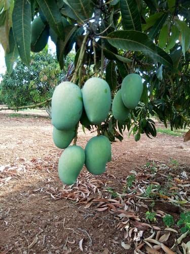 See full amazon price history chart for Mphmi Kesar Mango Plant - Junagadh, Gujarat Mango Plant Mphmi Kesar Mango Plant - Junagadh, Gujarat Mango Plant (B08T5J7SB1) Amazon Price History, Amazon Price Tracker