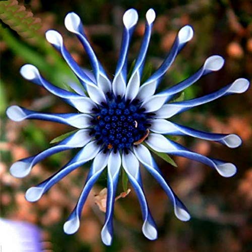 Portal Cool 20: Daisy Osteospermum Whirligig Rare Unusual Stunning Garden  Plant : Amazon.co.uk: Garden