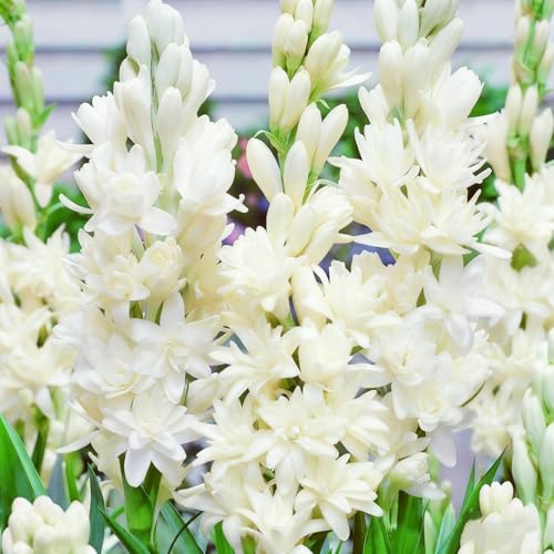 Hermoso nardo, bulbo resistente, perenne, romántico, regalo, decoración de interiores, jardín.-6 bulbo-A