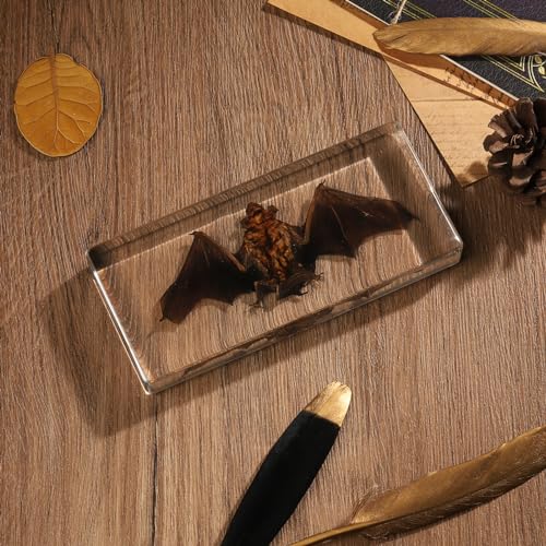 Tierpräparat Fledermaus in Acrylblock | Echtes Fledermaus-Skelett für den Biologieunterricht, Wissenschaftliche Anschauung, Sammlerstück für Naturkunde-Fans