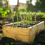 Si las planta con otras plantas hermosas en una zona soleada del jardín, p.B. en un borde o macizo de flores para contrastar con su altura y color actual, haga que su jardín luzca genial en una variedad de colores.